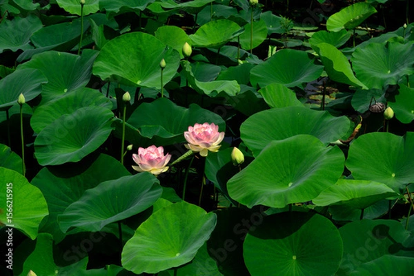 Fototapeta 蓮の花