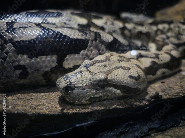 Obraz Close-up of Python