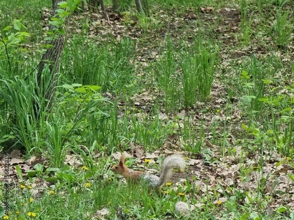 Obraz cute squirrel in the forest