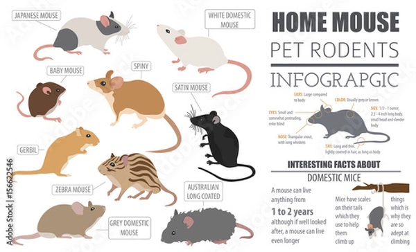 Fototapeta Mice breeds icon set flat style isolated on white. Mouse rodents collection. Create own infographic about pets