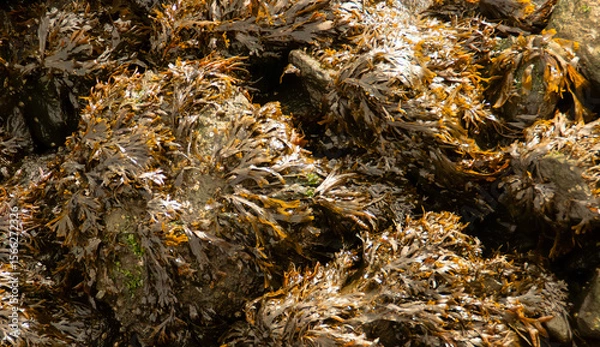 Fototapeta Algas cubriendo las rocas de la orilla. Flujo y reflujo del agua en la orilla de Upper Bay en Staten Island. New York, EEUU.