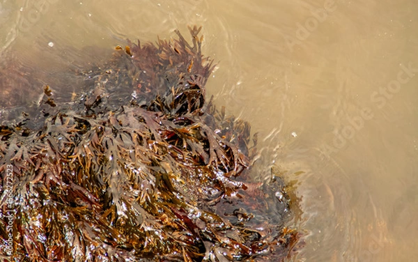 Fototapeta Algas cubriendo las rocas de la orilla. Flujo y reflujo del agua en la orilla de Upper Bay en Staten Island. New York, EEUU.
