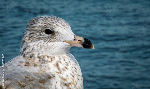 Fototapeta Inmaduro de gaviota pico anillada, Larus delawarensis. Retrato de la cabeza de una gaviota posada en una baranda junto a Upper Bay en Staten Island.