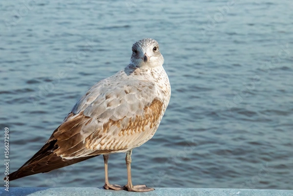 Fototapeta Inmaduro de gaviota pico anillada, Larus delawarensis, mirando a la cámara. Simpática gaviota posada en una baranda junto a Upper Bay en Staten Island.