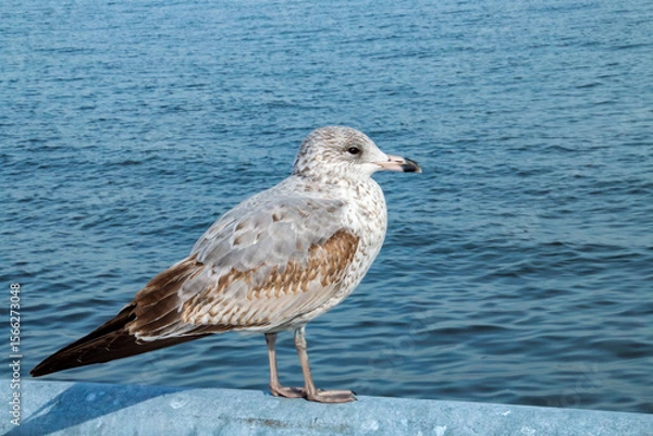 Fototapeta Inmaduro de gaviota pico anillada, Larus delawarensis. Simpática gaviota posada en una baranda junto a Upper Bay en Staten Island.