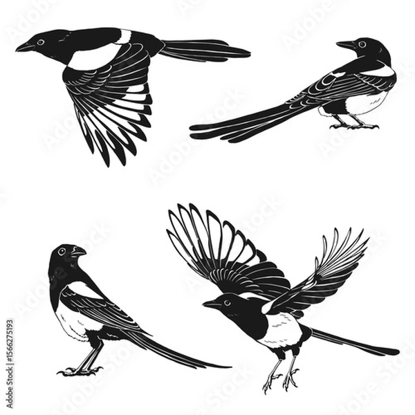 Fototapeta Magpie, flying bird, set. Hand drawn vector illustration on white background
