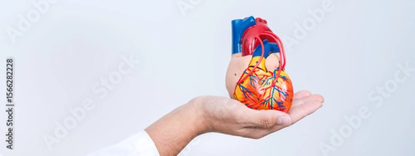 Fototapeta The cardiologist used a stethoscope to check the patient’s heartbeat, providing medicine and support through the health care system to ensure long-term wellness.