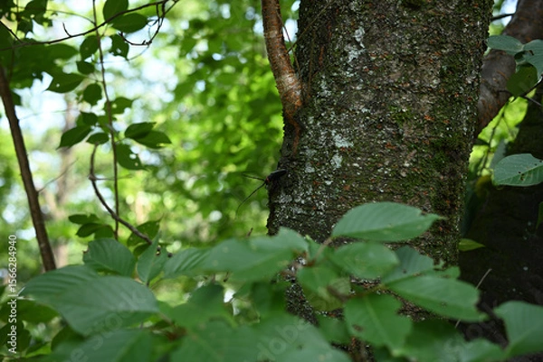 Obraz 桜の幹にとまるクビアカツヤカミキリ（特定外来生物）