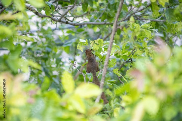 Fototapeta View of funny furry squirrel sitting on a tree, focus selective