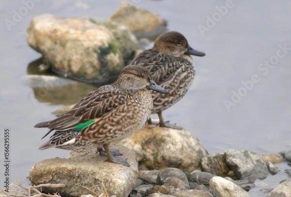 Obraz A Pair of Eurasian Teals Standing on a Rock