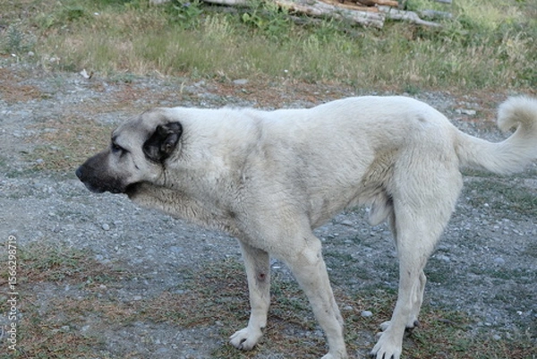 Fototapeta A rare breed of shepherd dog, the Sivas Kangal Shepherd