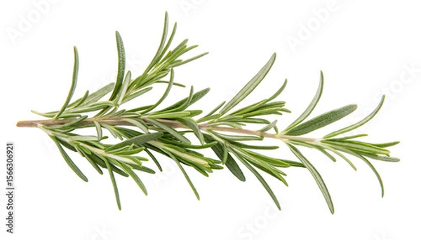 Fototapeta Fresh rosemary sprig isolated on white background with green leaves in detailed close-up focus