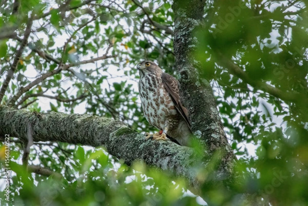 Fototapeta A crested goshawk, a medium-sized raptor, perched on a tree branch amidst lush green foliage. The goshawk has distinctive dark brown feathers with lighter bars and a prominent crest on its head.