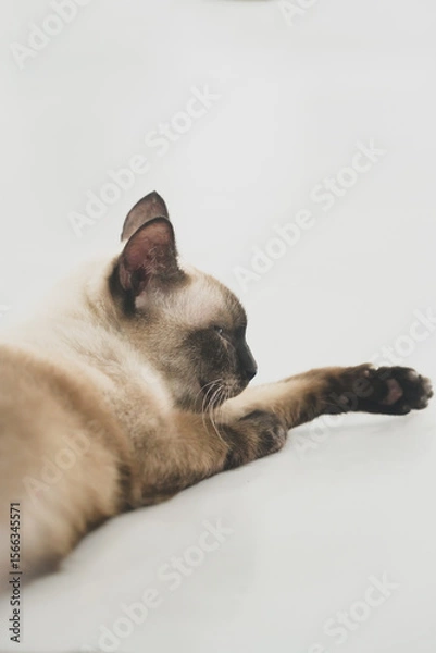 Obraz the siamese cat lay on the floor with soft tone
