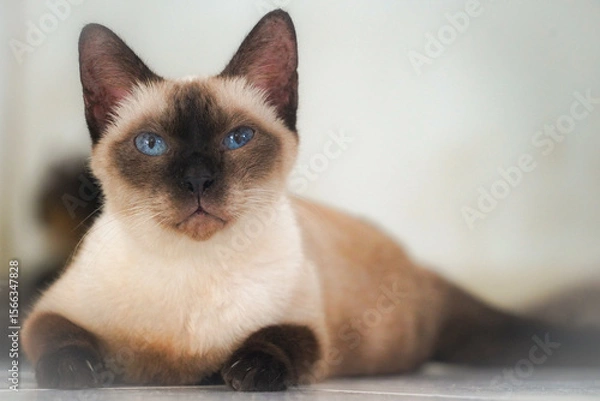Obraz the siamese cat lay on the floor with soft tone