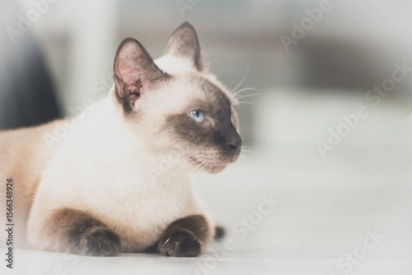 Obraz the siamese cat lay on the floor with soft tone