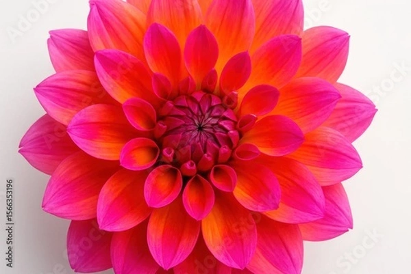 Obraz A Macro Perspective on a Dahlia Flower in Full Bloom