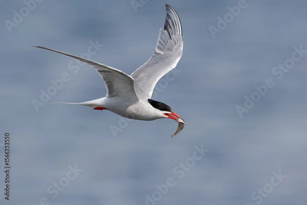 Fototapeta Common tern in flight with fish