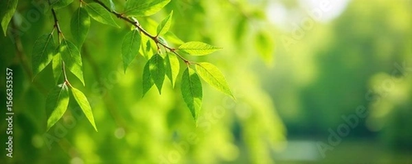 Fototapeta Graceful Willow Branches Swaying Gently in Spring Sunlight, New Growth and Vibrant Green Leaves, Renewal Nature Scene