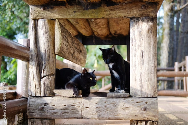 Fototapeta Adorable tabby cute couple kitten black cat sitting and sleeping under wooden table on terrace in natural sunlight in countryside of Asian
