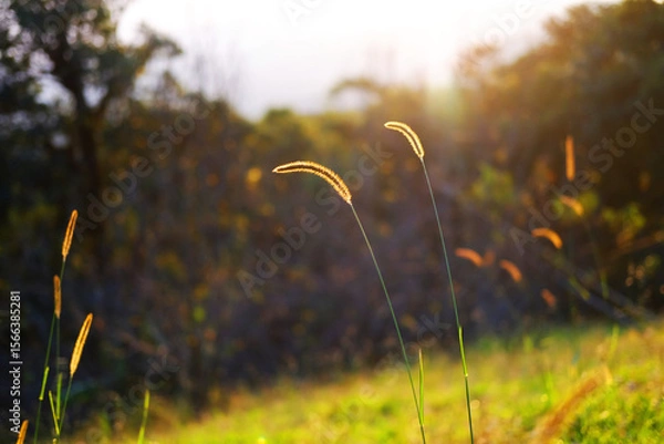 Fototapeta Beautiful grass flower in natural sunlight of morning sunrise over field on mountain