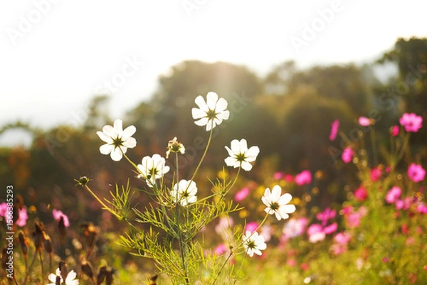 Fototapeta Blooming fresh white and pink cosmos flowers and pollen in a meadow of wildflower in natural sunlight summer in tropical forest on mountain. Copy space
