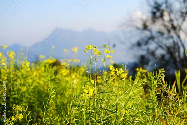 Fototapeta Blooming fresh yellow Canola Rape flowers meadow in wildflower and forest with blue sky on mountain