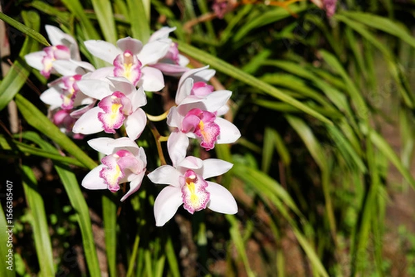 Fototapeta Blooming fresh wild white orchid flower and leaf in tropical forest and meadow field in natural sunlight