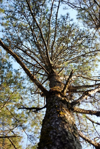 Fototapeta View from below on the trunk of a branching pine tree under sunlight and blue sky in forest