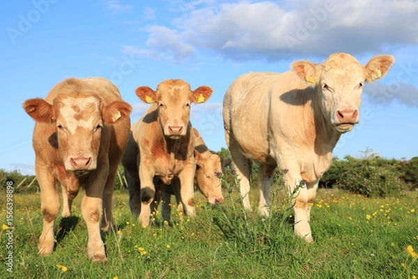 Fototapeta Cattle: Charolais breed bullocks in field on farmland in rural Ireland in summertime