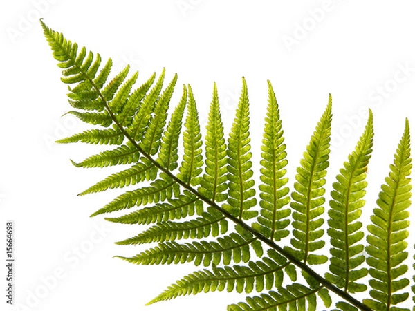 Obraz fern  leaf  isolated
