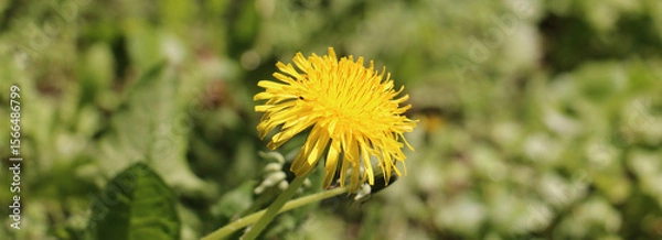 Obraz yellow dandelion flower