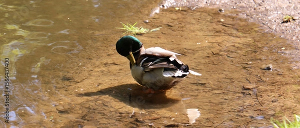 Obraz duck in the park