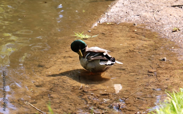 Obraz duck on the water