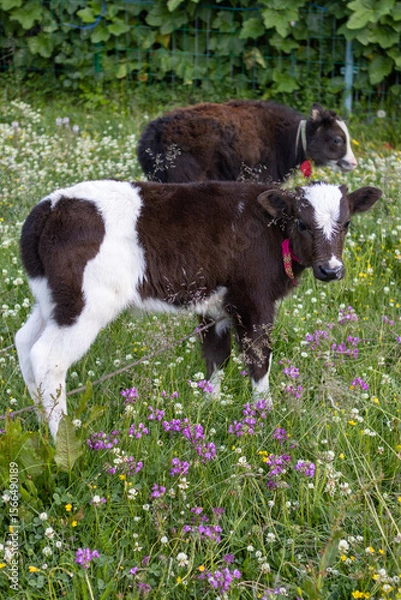 Fototapeta cows in a field