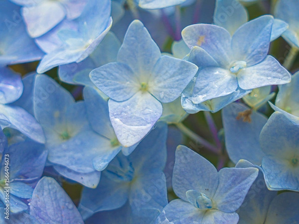 Fototapeta Hydrangeas in bloom in different colors
