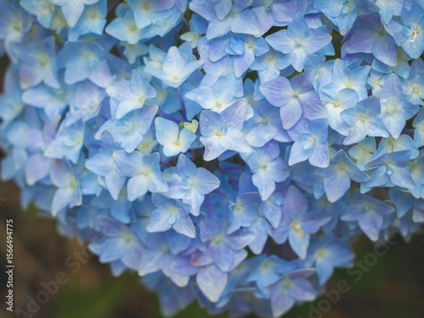 Fototapeta Hydrangeas in bloom in different colors