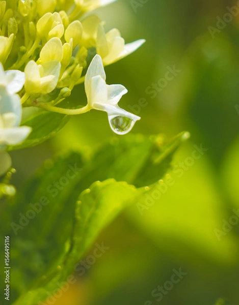 Fototapeta Hydrangeas in bloom in different colors
