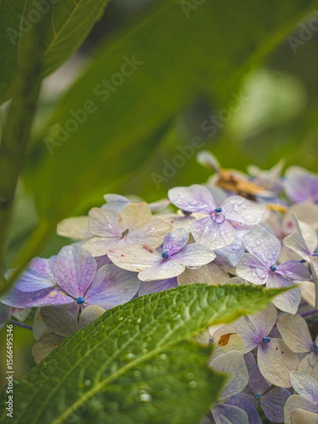 Fototapeta Hydrangeas in bloom in different colors