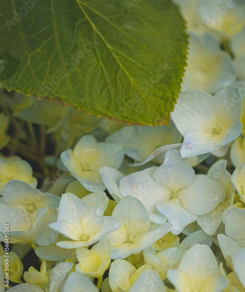 Fototapeta Hydrangeas in bloom in different colors