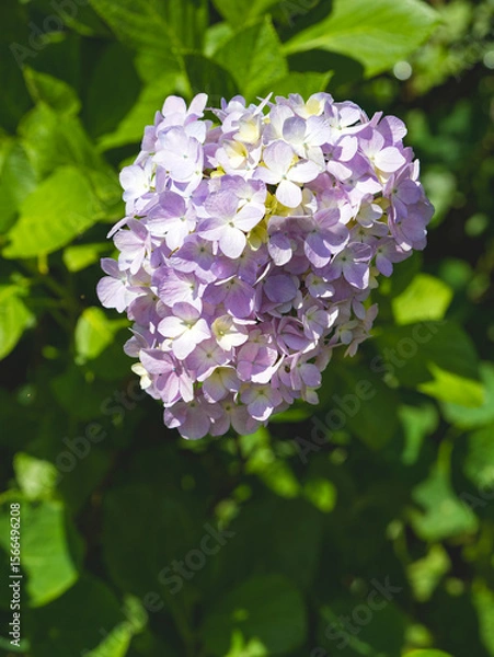 Fototapeta Hydrangeas in bloom in different colors