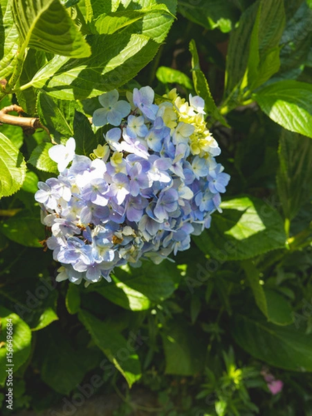 Fototapeta Hydrangeas in bloom in different colors