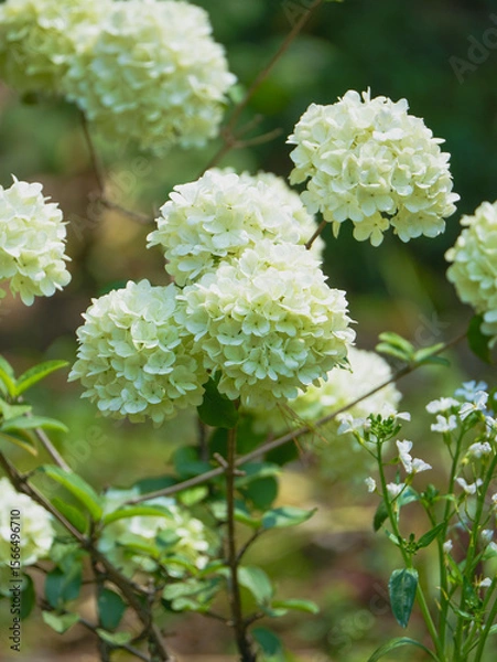 Fototapeta Hydrangeas in bloom in different colors