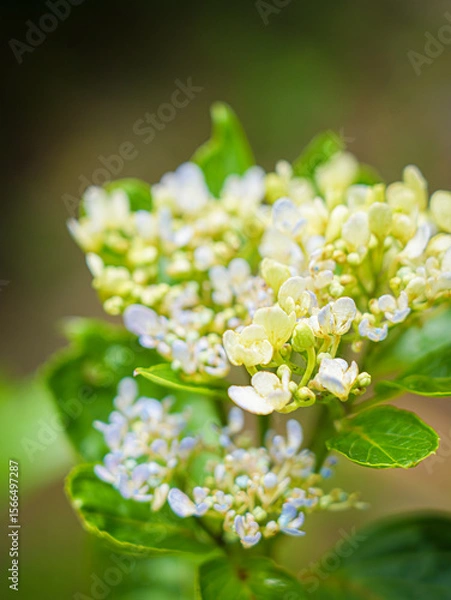 Fototapeta Hydrangeas in bloom in different colors