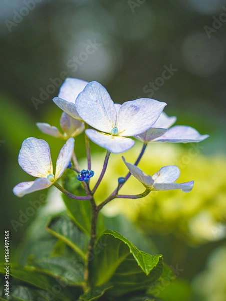 Fototapeta Hydrangeas in bloom in different colors