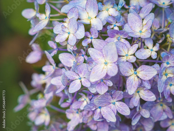 Fototapeta Hydrangeas in bloom in different colors