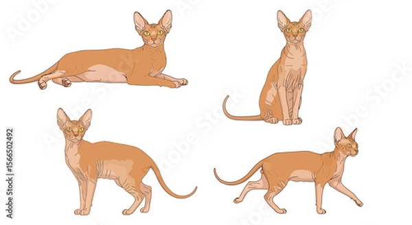 Fototapeta Peterbald cat in different poses, playful and curious on white background  