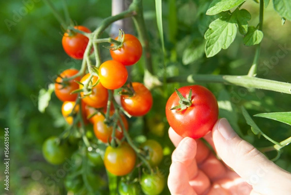 Obraz ミニトマトの収穫