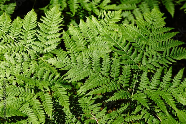 Obraz A close-up view of green fern leaves in forest. Nature background.