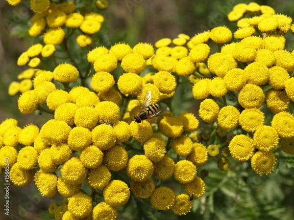 Obraz Schwebfliege syrphus ribesii